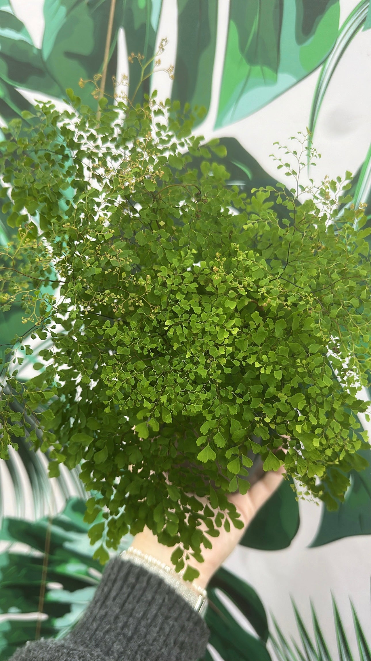 Fine Leaf Maiden Hair Fern