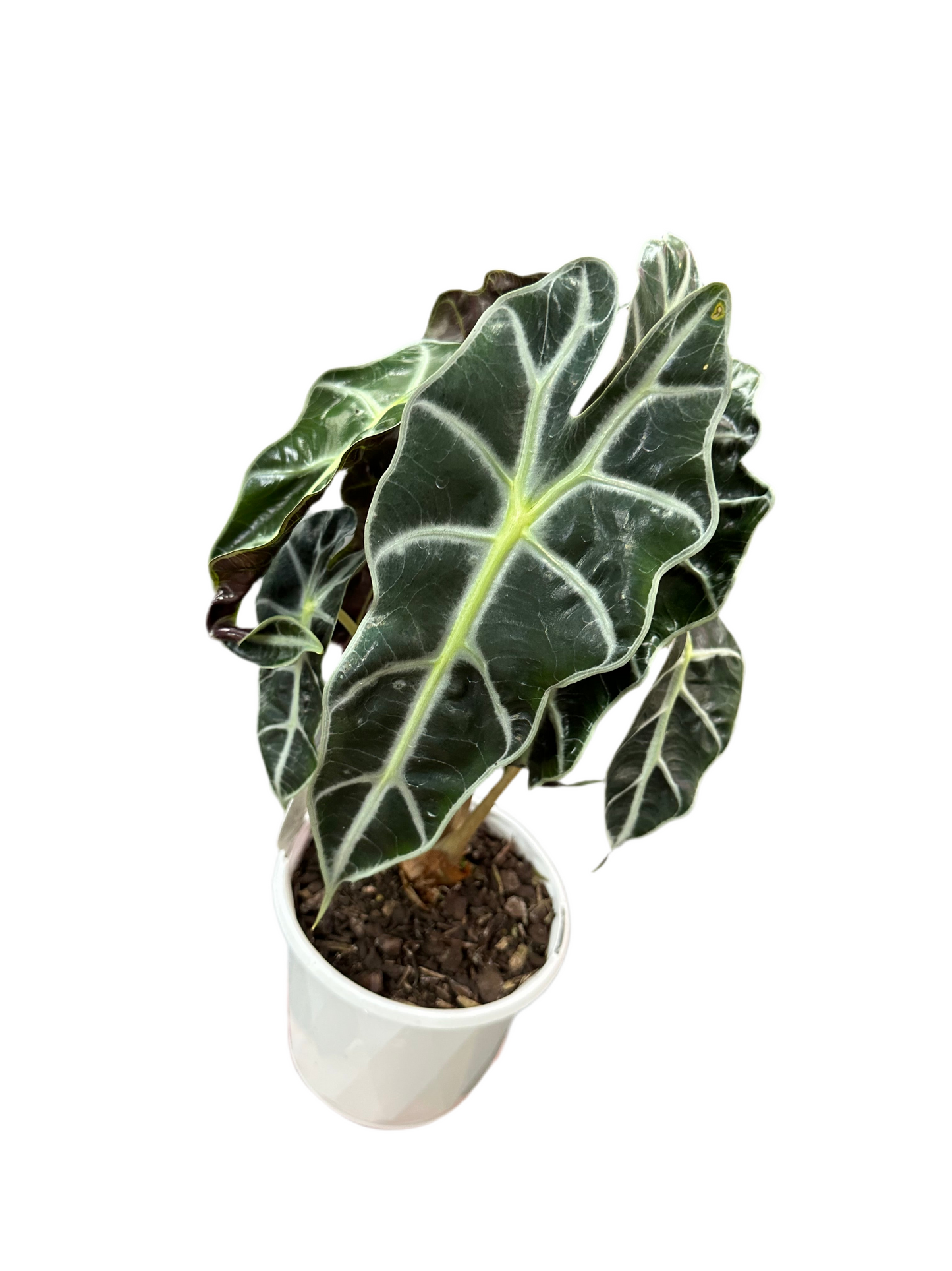 130mm Alocasia Amazonica