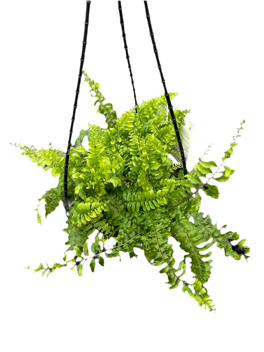 200mm Hanging Nephrolepis Fern