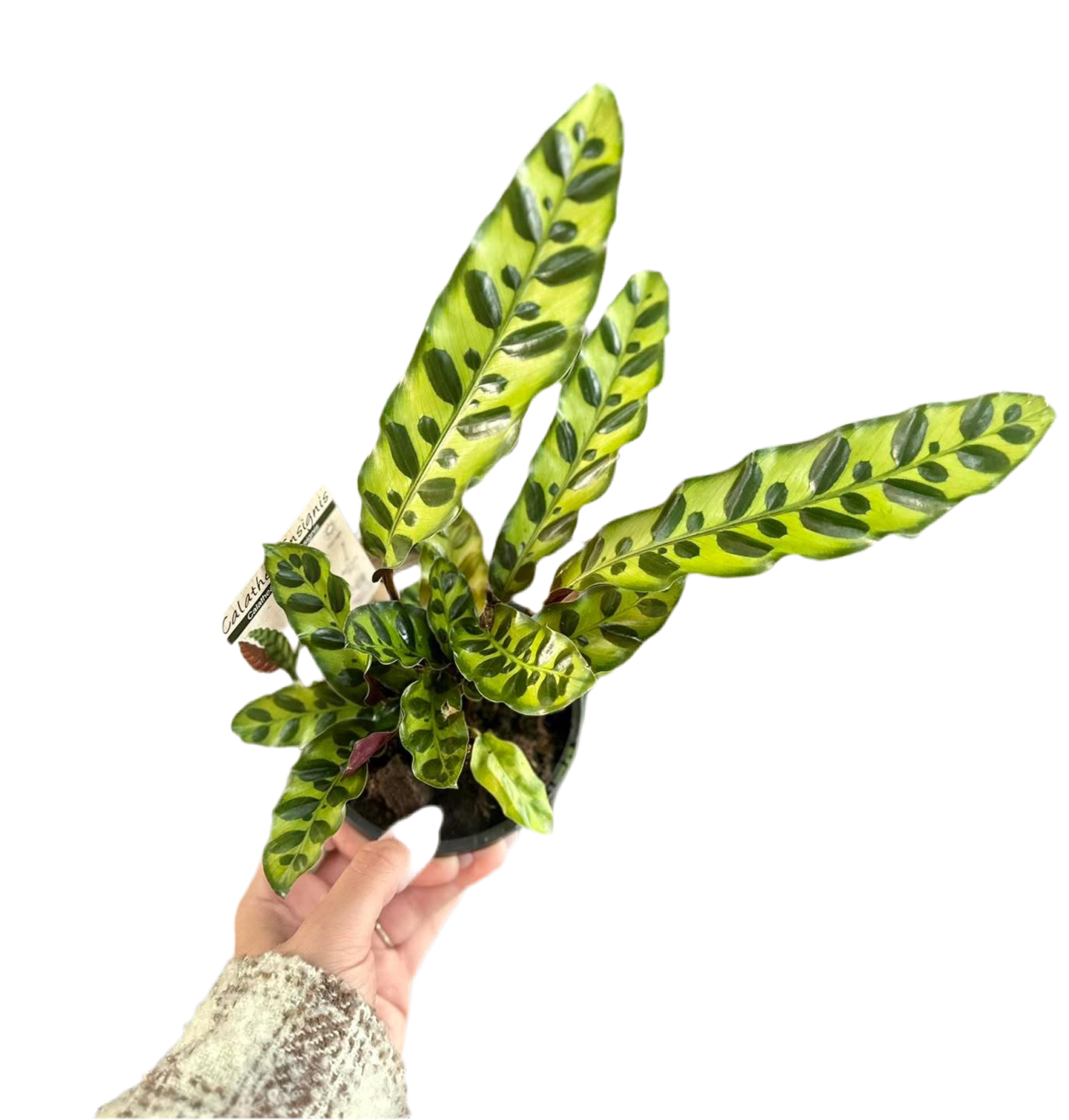 130mm Calathea Rattlesnake