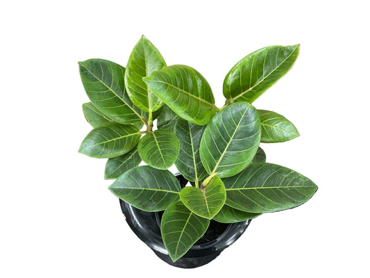 130mm Variegated Ficus Audrey (Benghalensis)