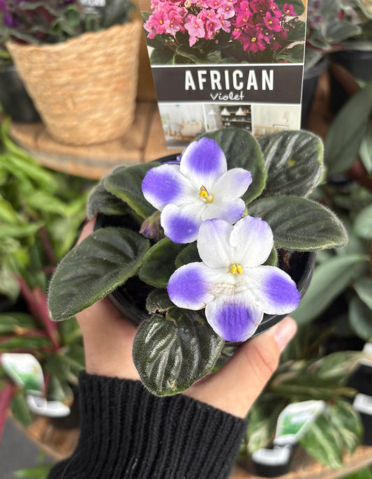 100mm African Violet