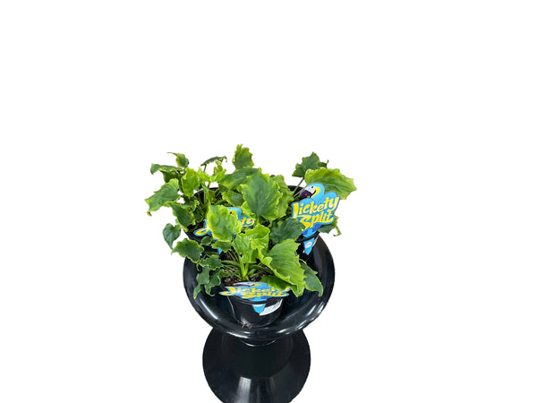 130mm Philodendron Lickety Split