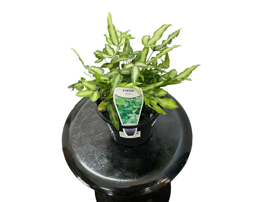 130mm Ribbon Fern