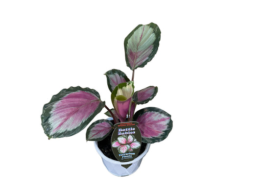 130mm White Cloud Calathea