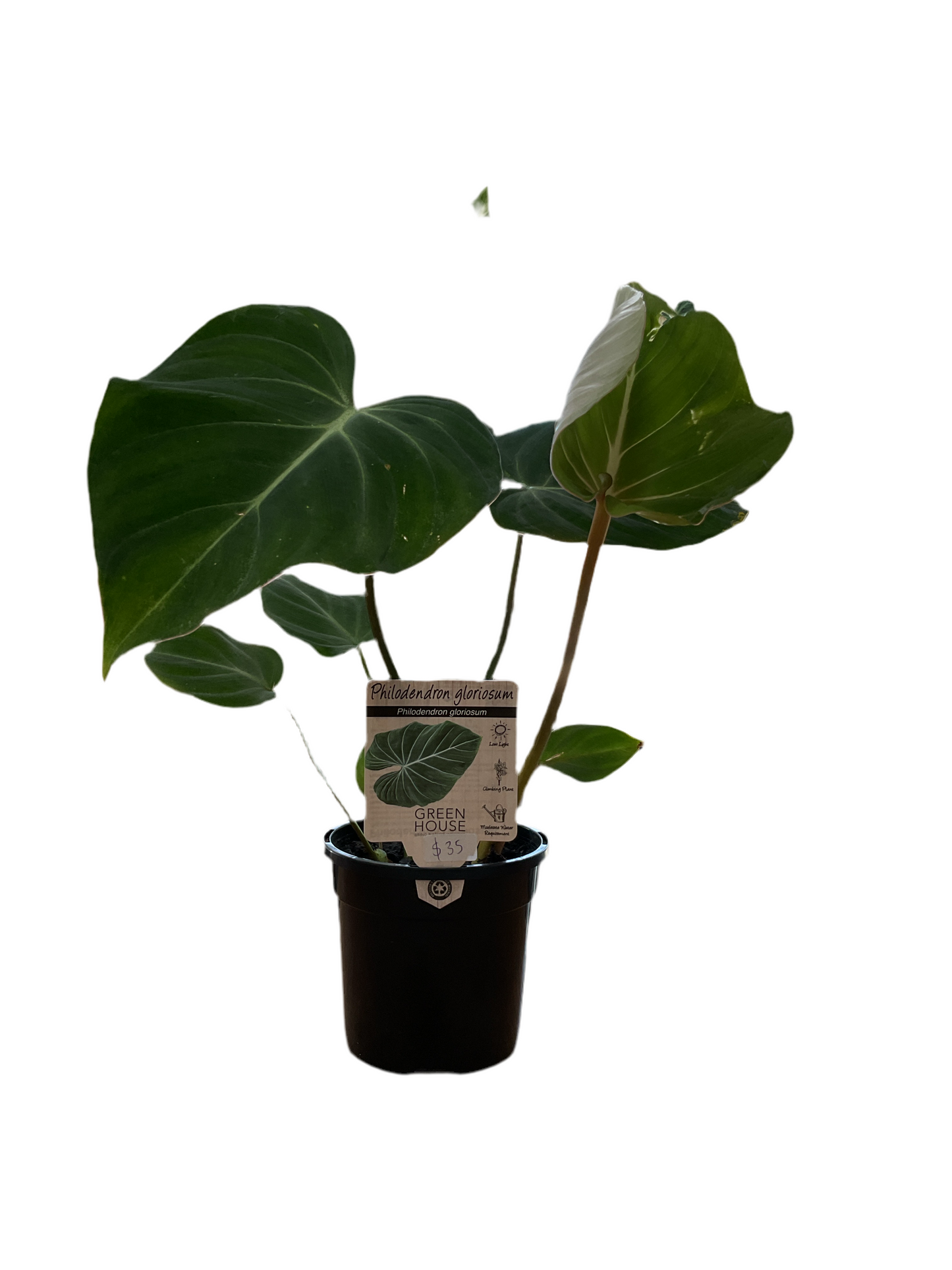 130mm Philodendron Gloriosum