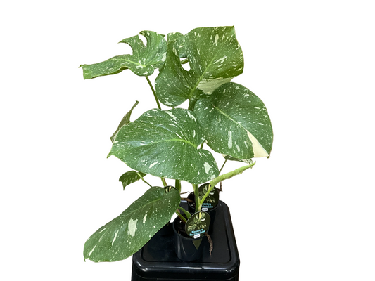 100mm Monstera Thai Constellation