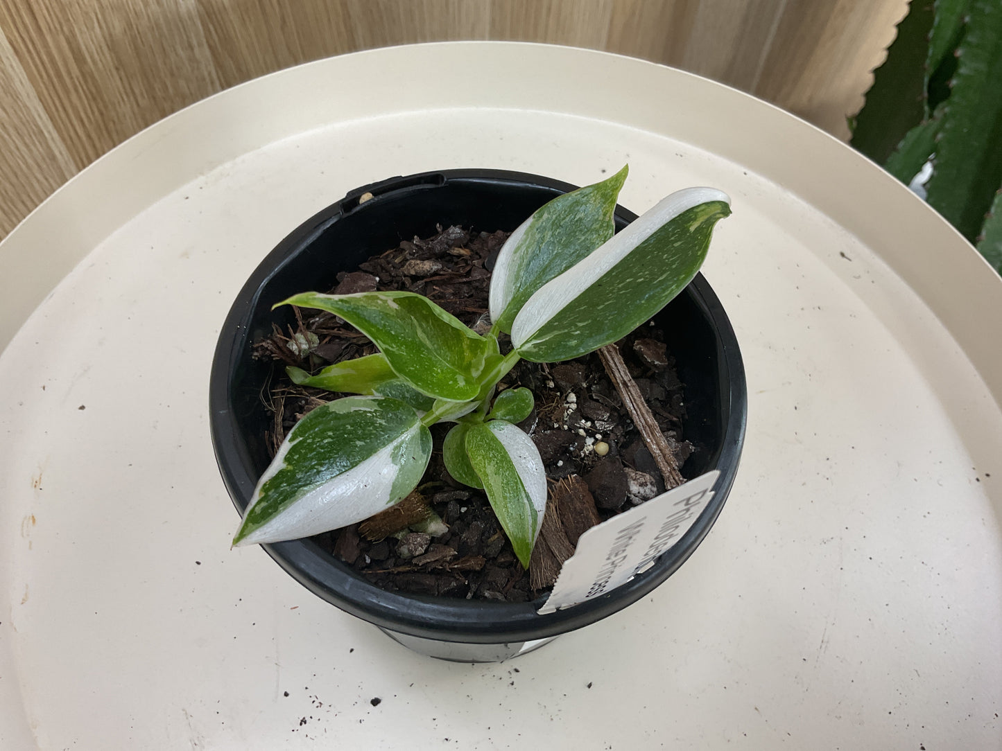 Philodendron White Princess