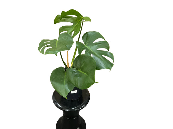 200mm Monstera