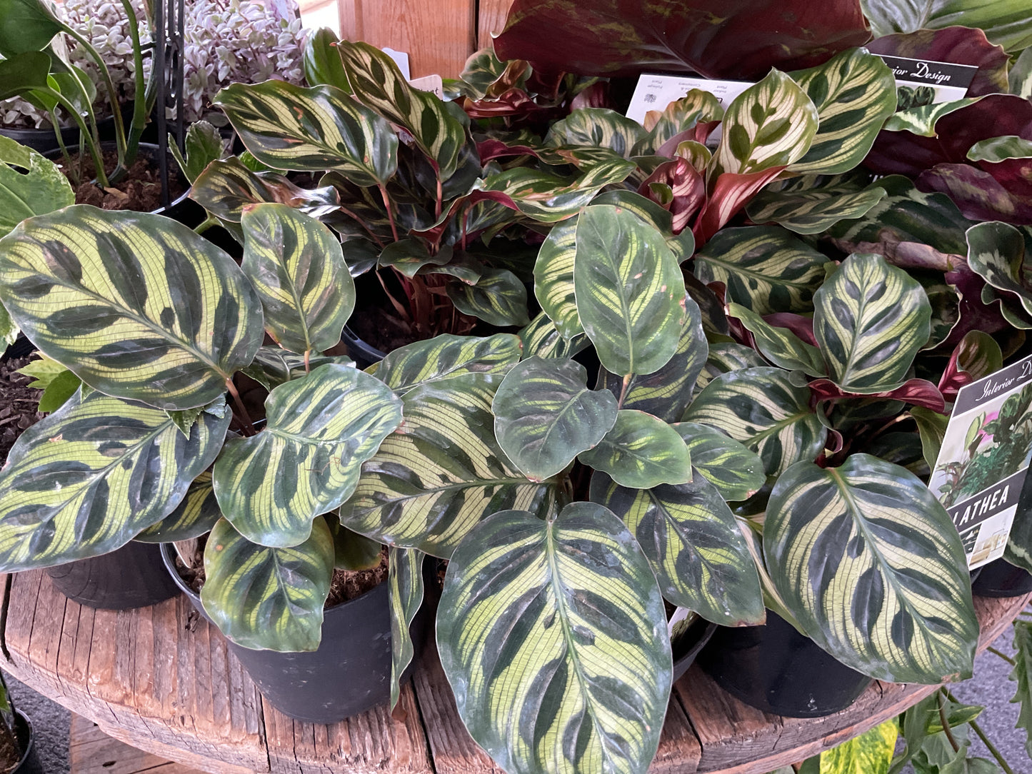 Calathea Makoyana - Peacock Plant