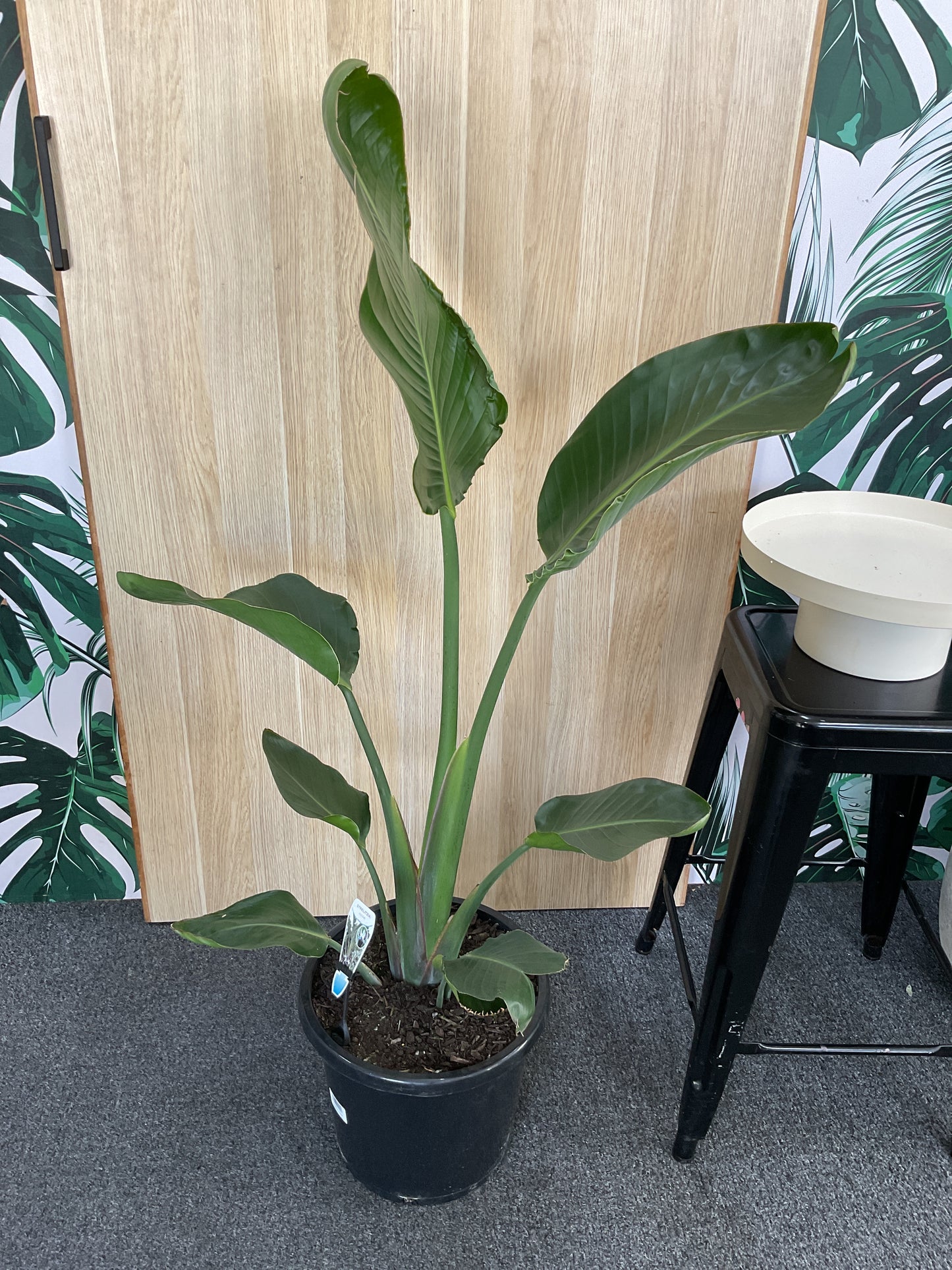 Bird of Paradise - Nicolai