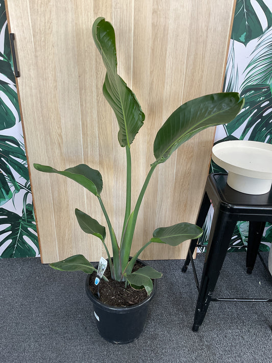 Bird of Paradise - Nicolai