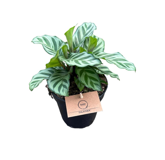 120mm Calathea Freddy
