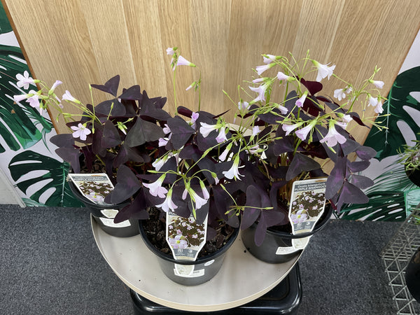 Oxalis Triangularis