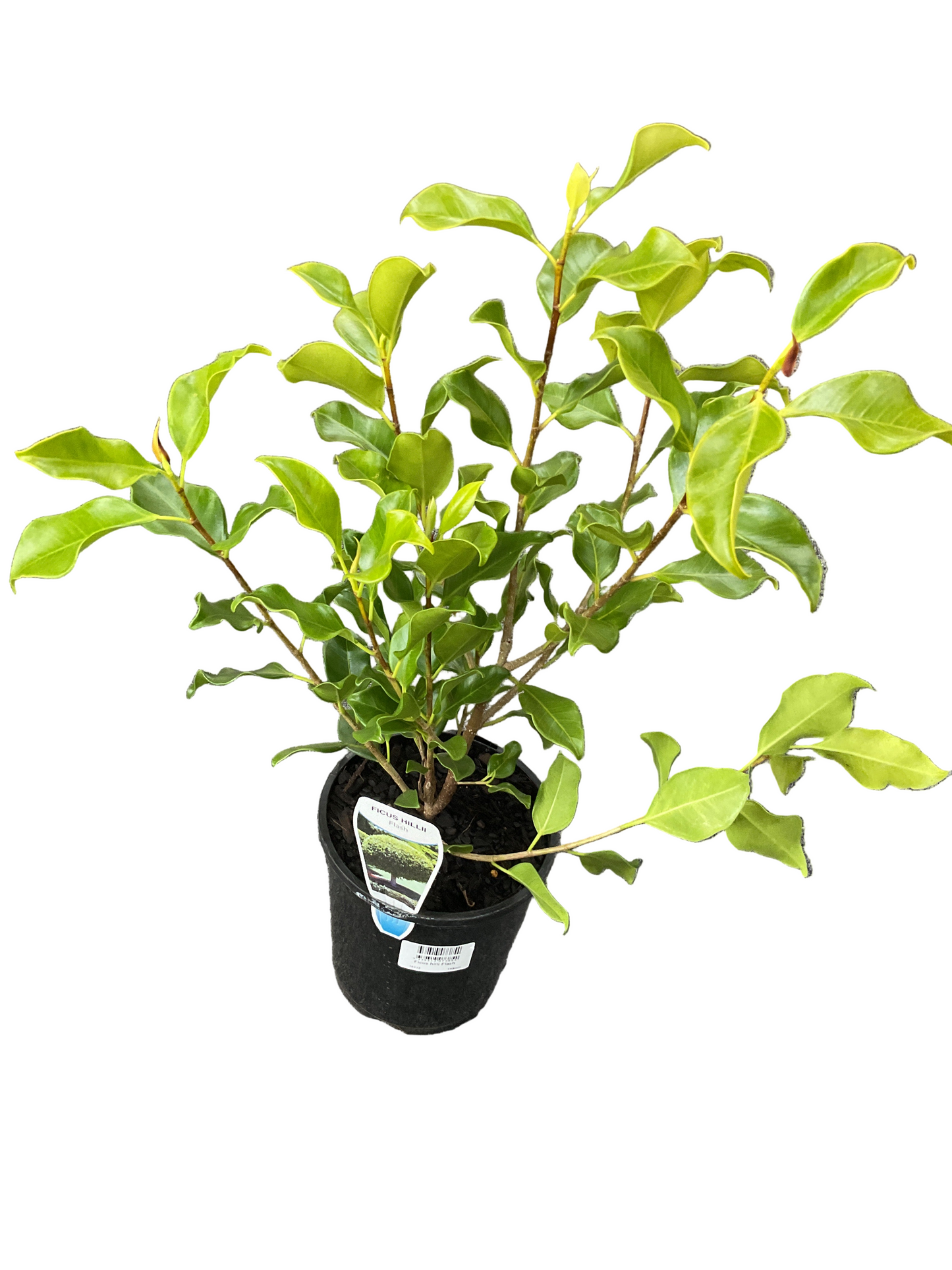 140mm Ficus Hilli Flash