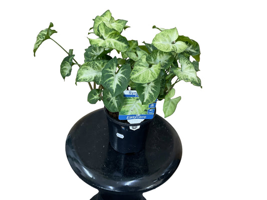 130mm Syngonium “Pixie”