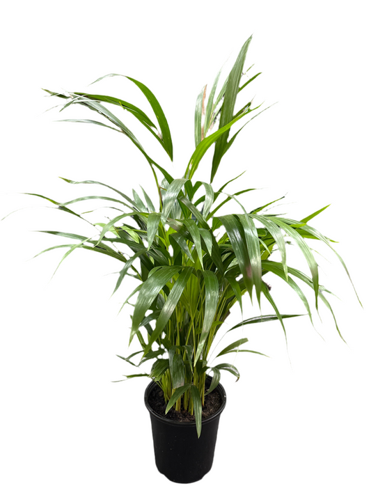 180mm Bungalow Palm