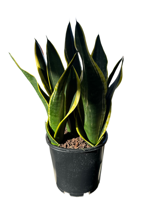 200mm Snake Plant