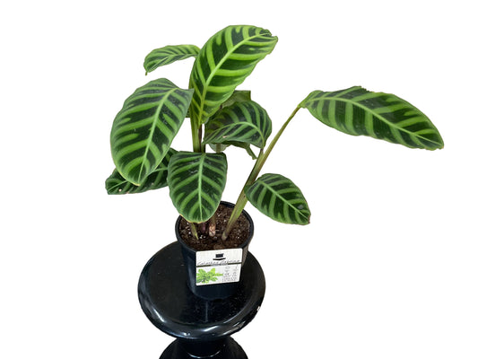 200 mm Calathea zebrina
