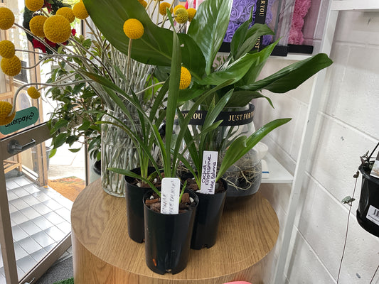 Orchid- Kristianne ‘Marie Kalimna’