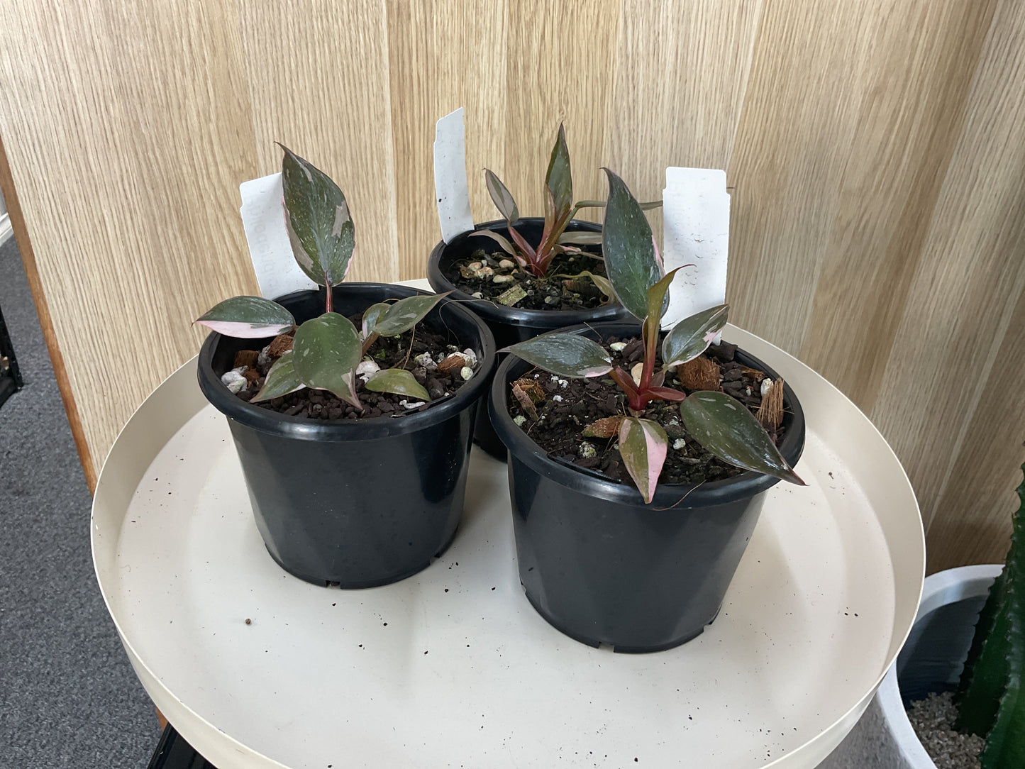 Philodendron Pink Princess