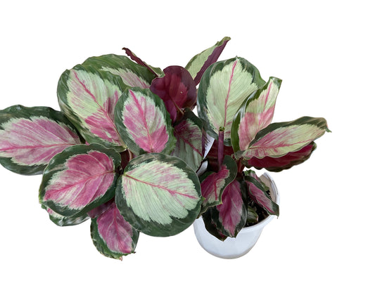 Calathea White Cloud