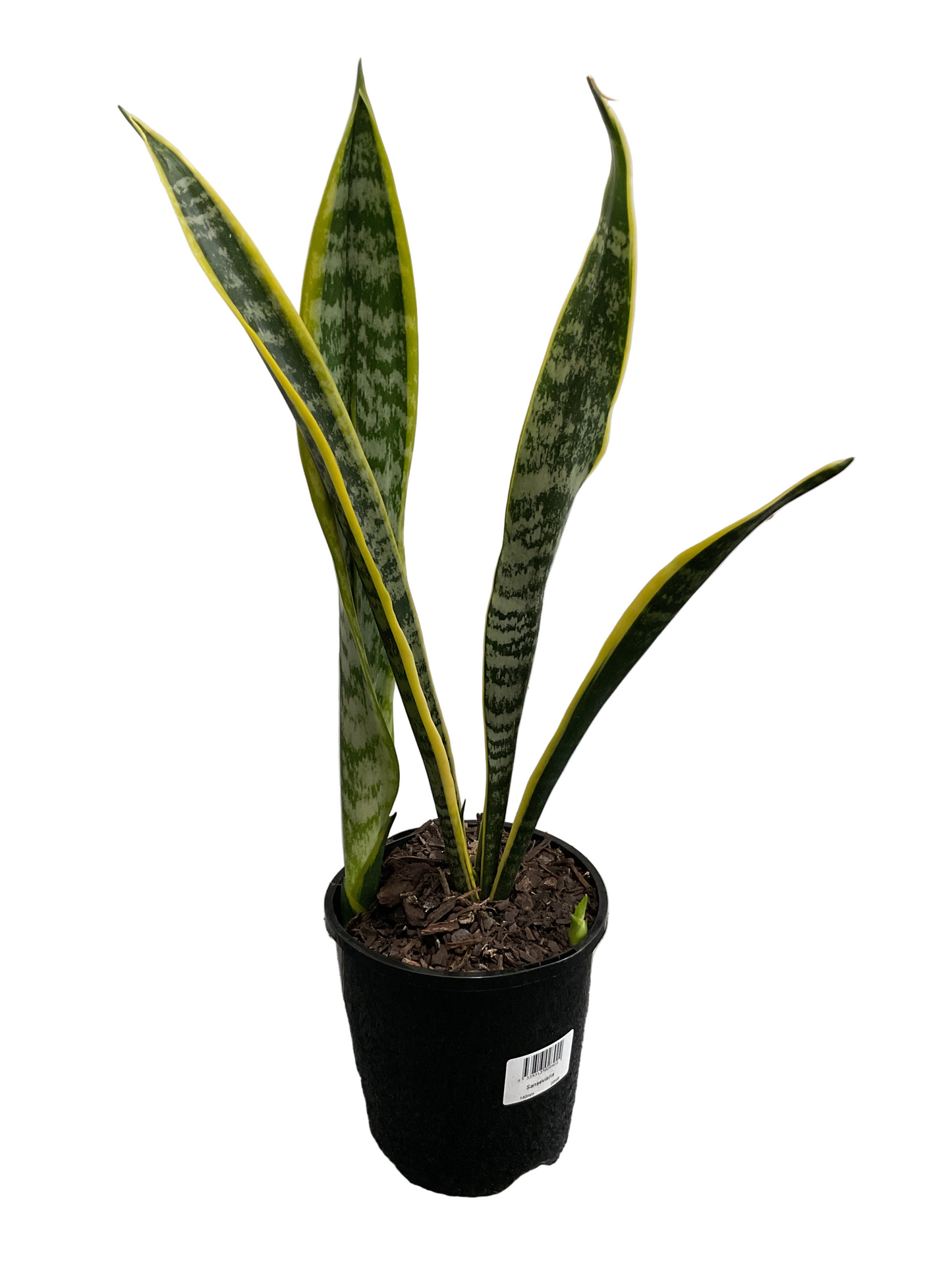 130mm Sanseviera Snake Plant
