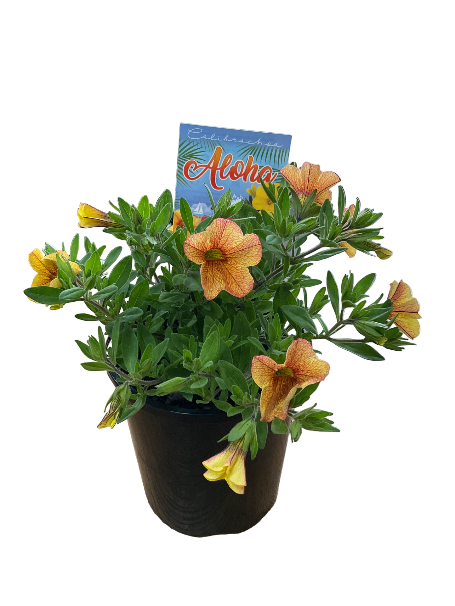 140mm Calibrachoa Aloha