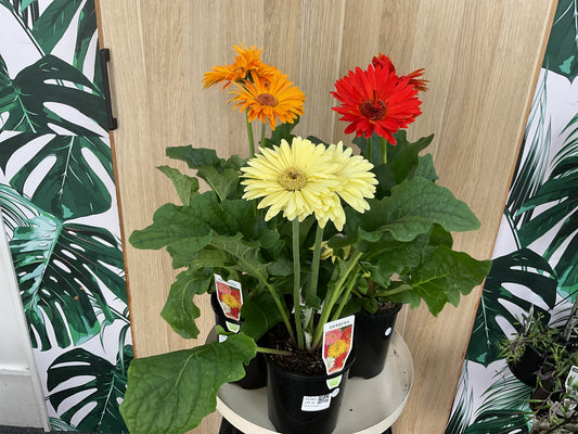 Gerbera Joybera