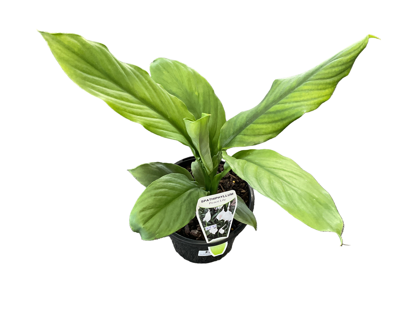 Spathiphyllum Sensation - Peace Lily