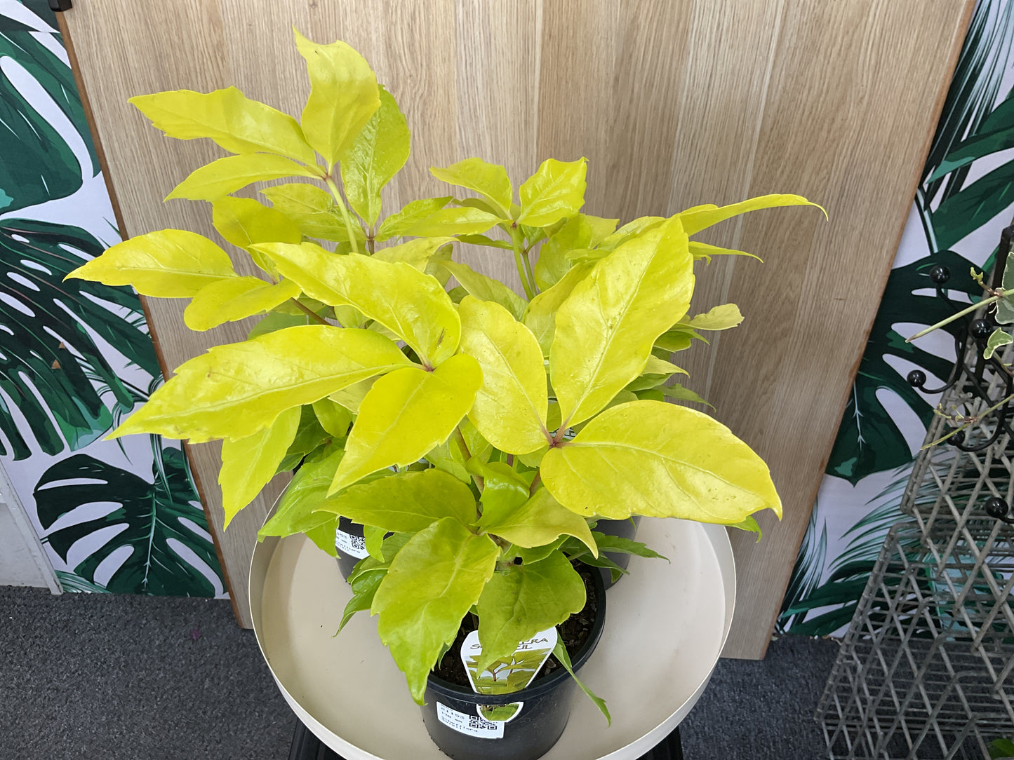 130mm Soleil Umbrella Plant
