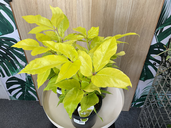 130mm Soleil Umbrella Plant