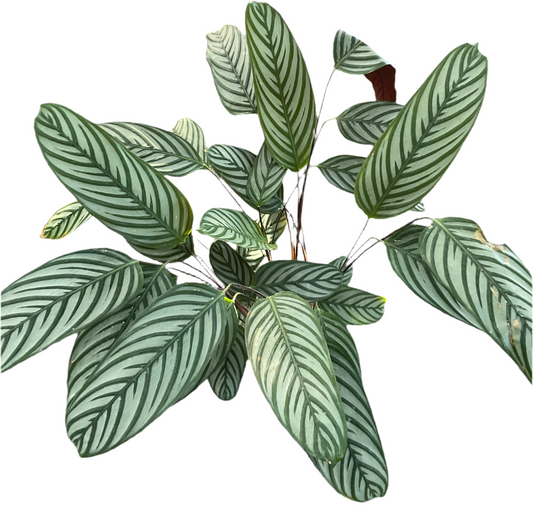 200mm Grey Star