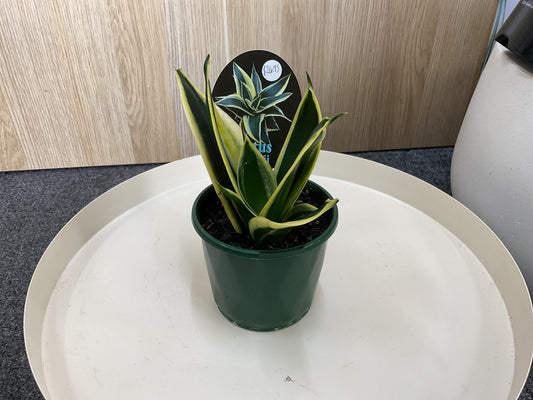 Sansevieria Lotus Hahnii