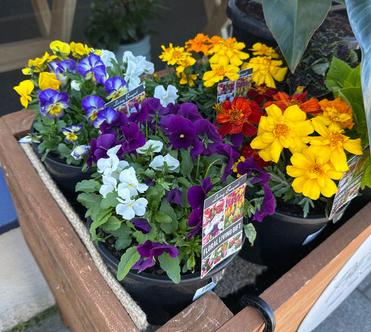 Premium Potted Colour