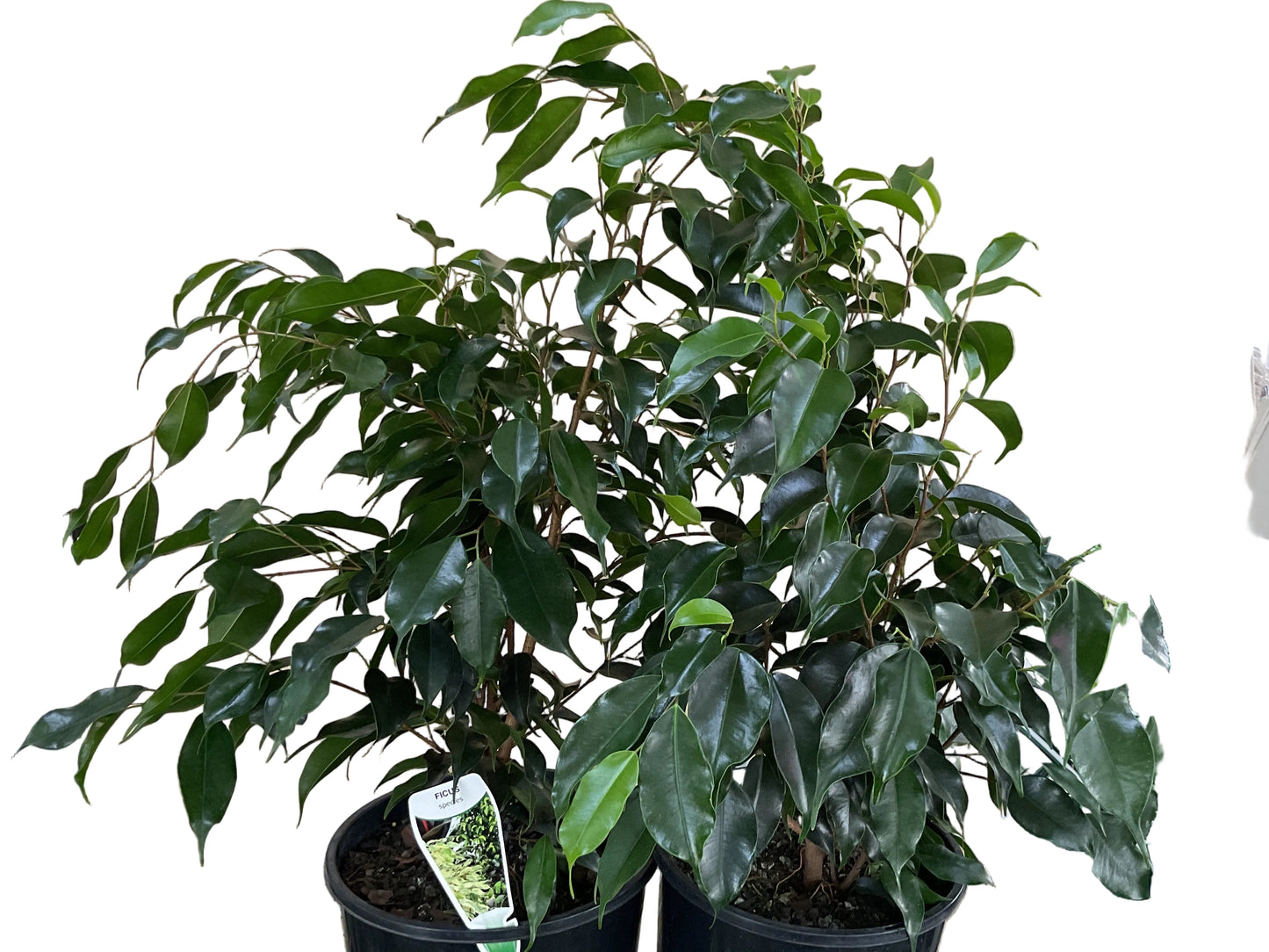 200mm Ficus Benjamina