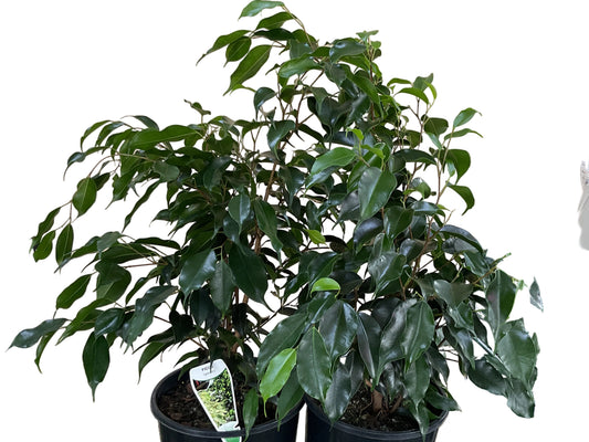 200mm Ficus Benjamina