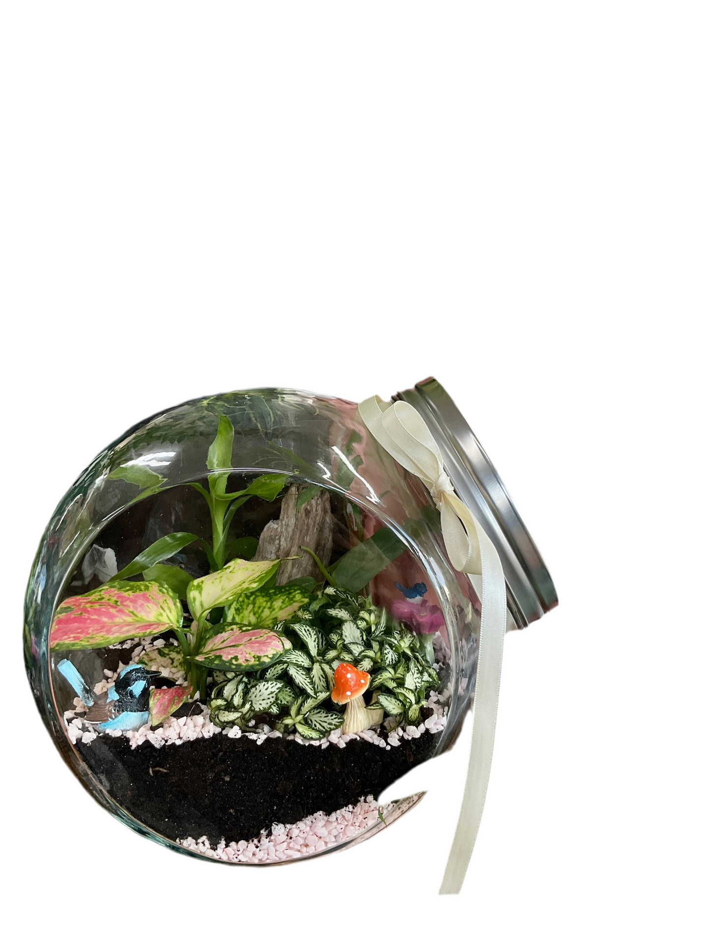 Blue Wren Terrarium