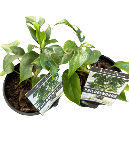 130mm Philodendron minima