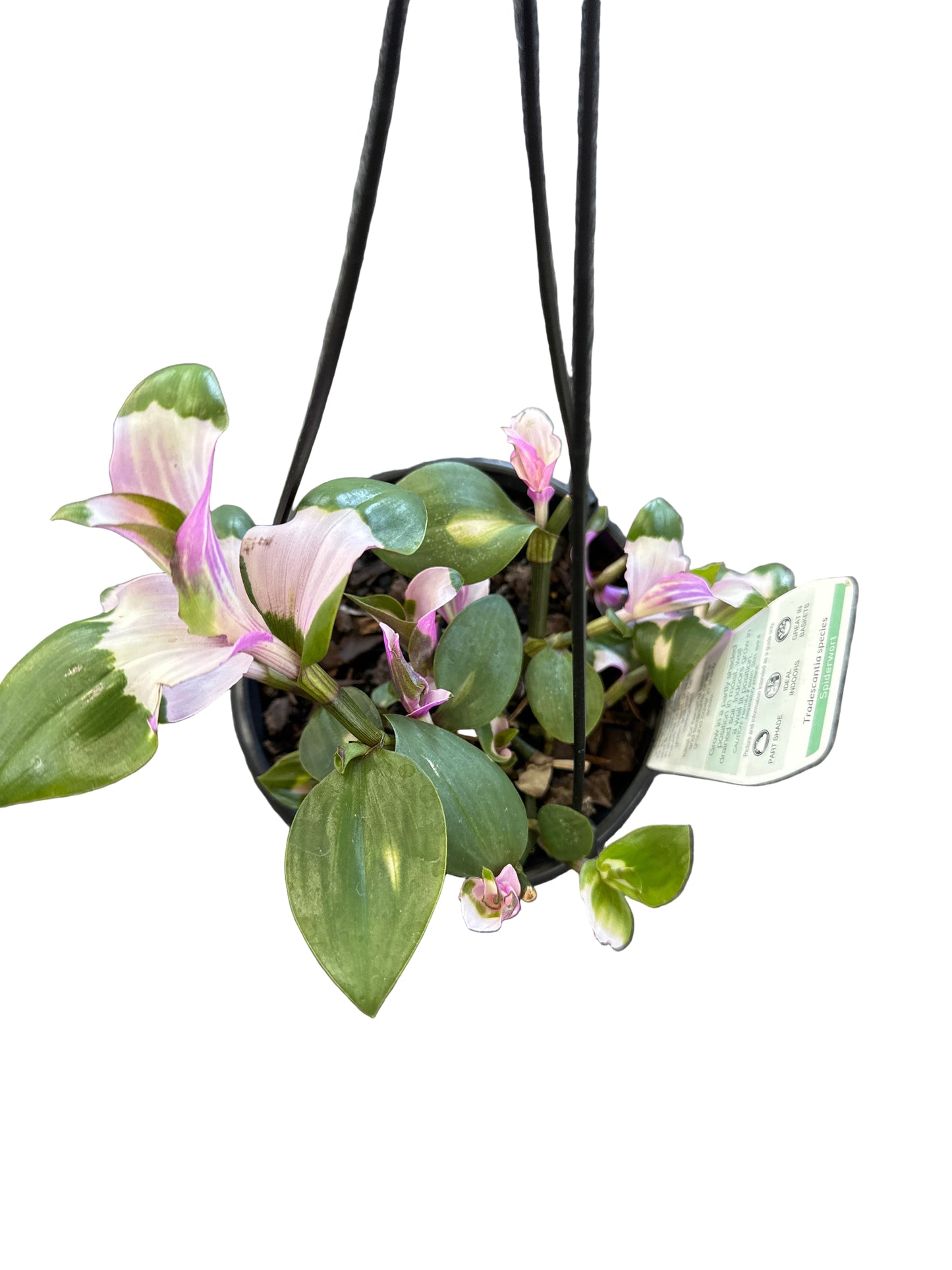 Tradescantia Blushing Bride