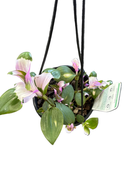 Tradescantia Blushing Bride