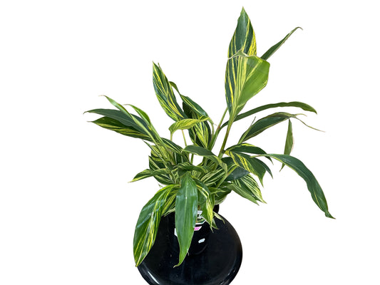 140 mm Alpinia Zerumbet “Variegata”