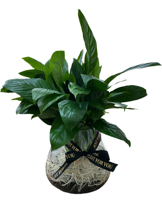 Hydro Peace Lily - Black Stones