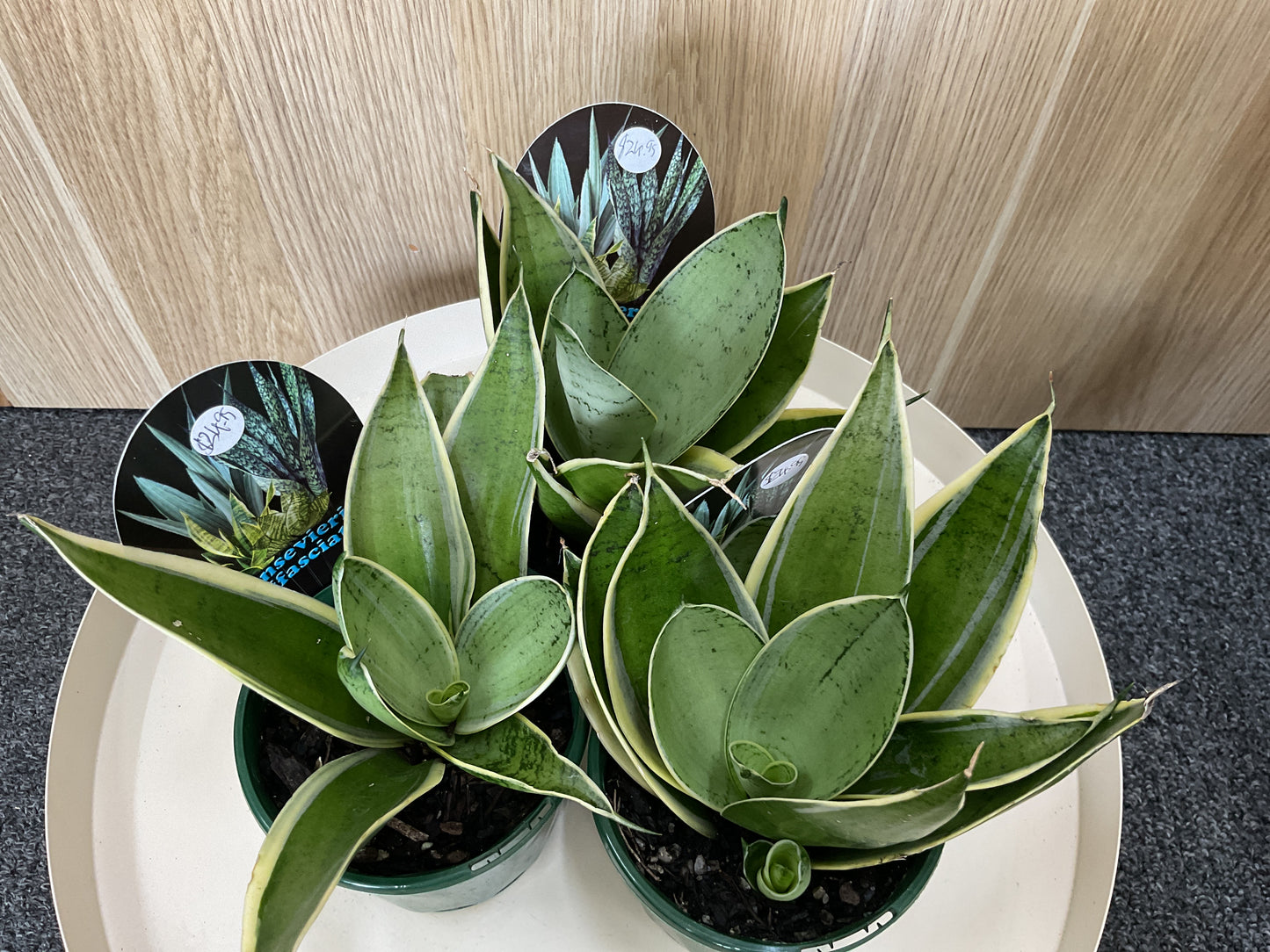 Sansevieria Trifasciata