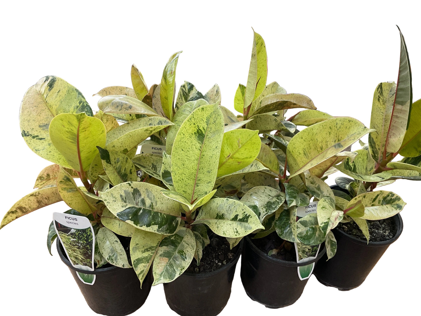 140mm Ficus Marble