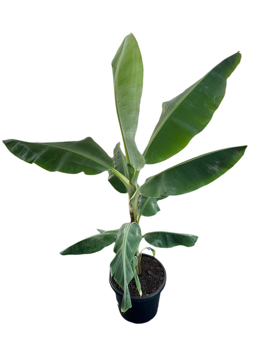 300mm Banana Palm
