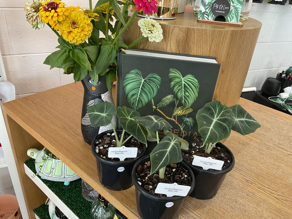 120mm Alocasia Black Velvet