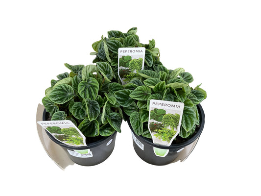 140mm Peperomia Emerald Ripple