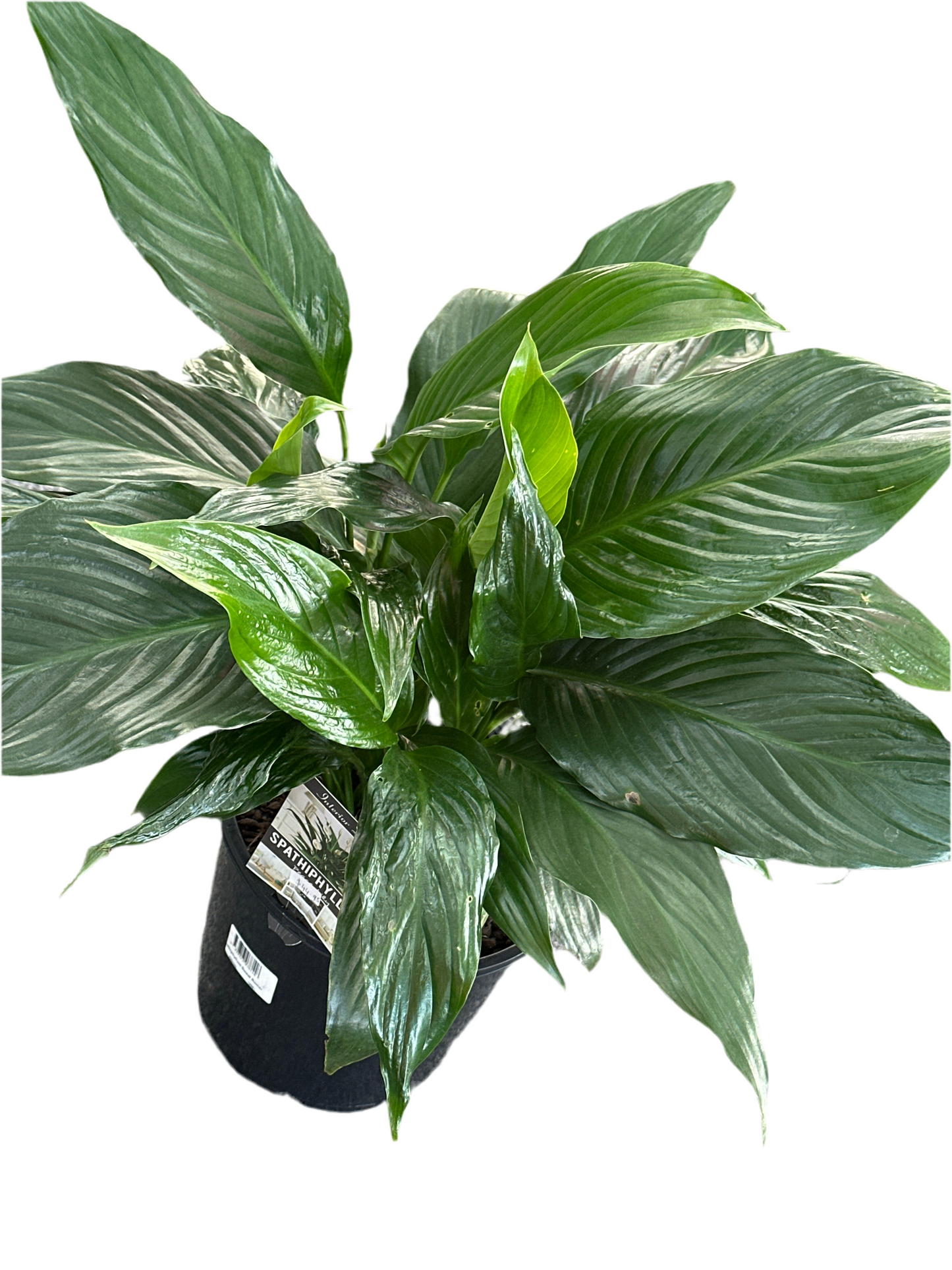 200mm Spathiphyllum Sweet Roman