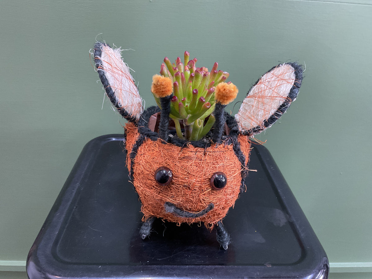 Husk Bee Planter